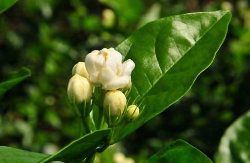 茉莉花图片 茉莉花图片绘画