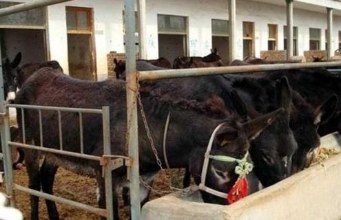 肉驴养殖场建设方法（肉驴养殖场建设方法和措施）