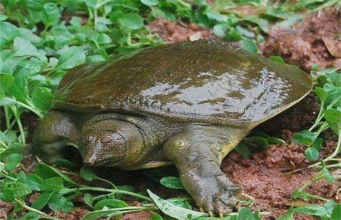 甲鱼越冬后死亡的原因及预防方法