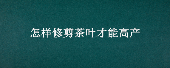 怎样修剪茶叶才能高产（如何修剪茶叶才能产量提高）