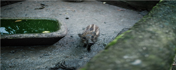 野猪冬天会去喝水吗（野猪冬天会去喝水吗视频）