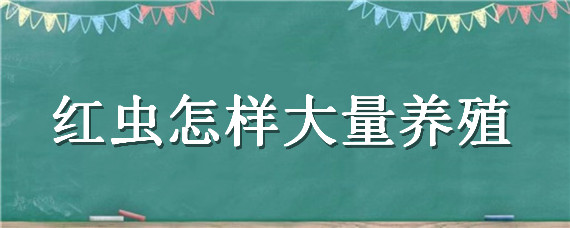 红虫怎样大量养殖（红虫怎样养殖与繁殖）