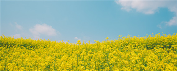 油菜成熟时间（油菜成熟时间是几月份）