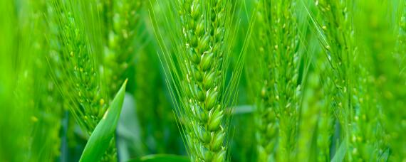 小麦除草剂3月上旬还能打吗 小麦除草剂3月上旬还能打吗有毒吗