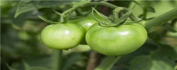 西红柿怎么种植和管理（西红柿怎么种植和管理视频）