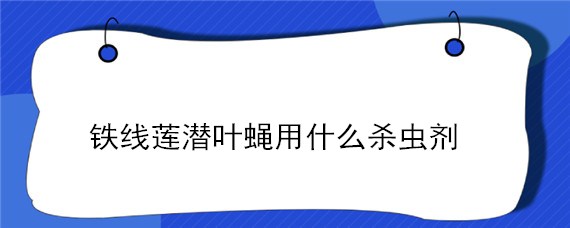 铁线莲潜叶蝇用什么杀虫剂 铁线莲潜叶蝇防治