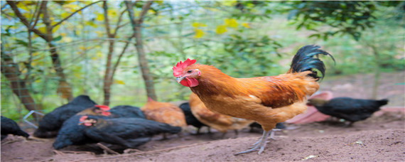 鸡补钙什么效果最佳 鸡补钙什么效果最佳吃