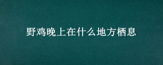 野鸡晚上在什么地方栖息（野鸡晚上一般在什么地方）