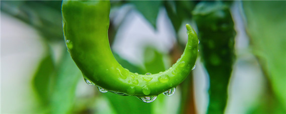 露天辣椒的栽培和管理技术（露天辣椒的种植方法和时间）