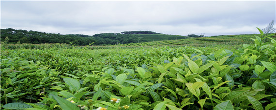 小乔木型茶树的基本特征是 小乔木型茶树的基本特征是在树高