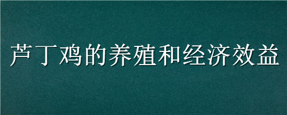 芦丁鸡的养殖和经济效益 芦丁鸡养殖技术