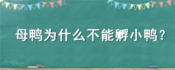 母鸭为什么不能孵小鸭（母鸭为什么不下蛋）