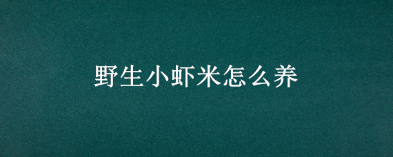 野生小虾米怎么养 野生小虾米怎么养活