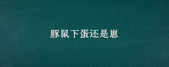 豚鼠下蛋还是崽 豚鼠下蛋还是崽子下蛋