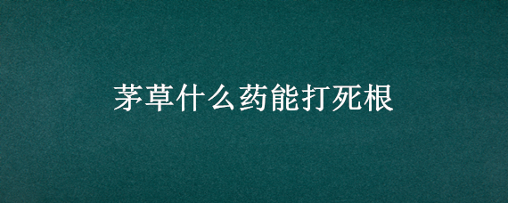 茅草什么药能打死根 茅草什么药能打死根系