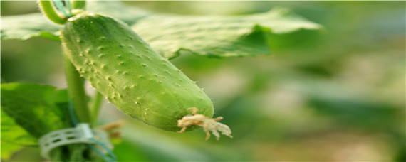 黄瓜苗种植时间和方法（黄瓜种子种植方法步骤）