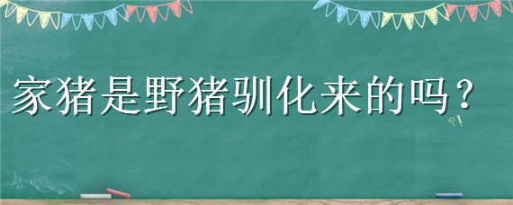 家猪是野猪驯化来的吗（家猪属于家养动物,野猪是野生动物）