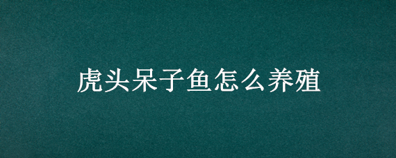 虎头呆子鱼怎么养殖 虎头呆子鱼养殖视频