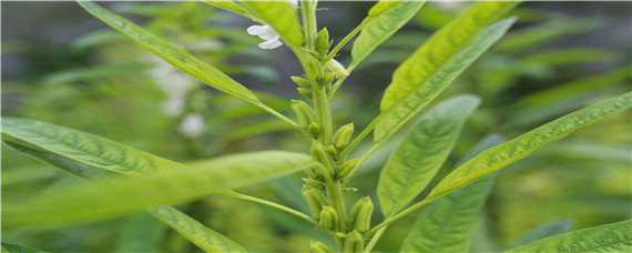 芝麻怎么种 芝麻怎么种才能高产