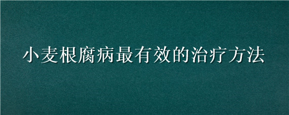 小麦根腐病最有效的治疗方法（小麦根腐病最有效的治疗方法视频）