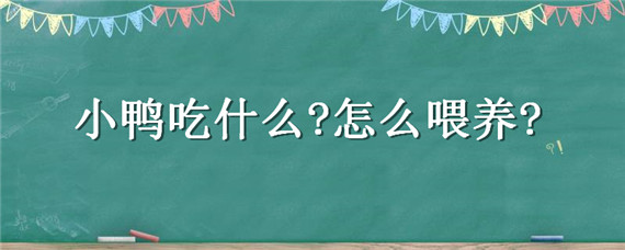 小鸭吃什么?怎么喂养?（小鸭吃什么?怎么喂养好）