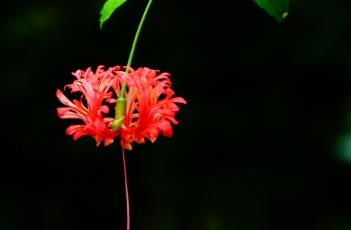 吊灯扶桑（吊灯扶桑花）