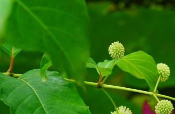 风箱树叶 风箱树叶果的功效与作用