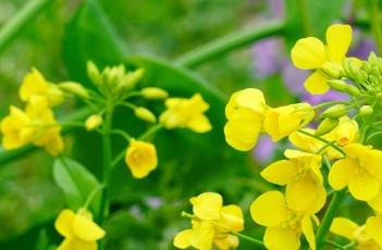 芸苔子 芸苔子的功效与作用及食用方法