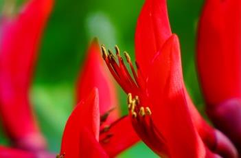 龙牙花 龙牙花和刺桐区别