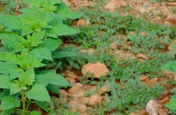 蒺藜_证类本草 草本植物蒺藜