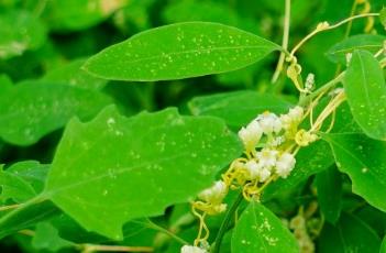 菟丝子_本草新编（菟丝子 本草纲目）