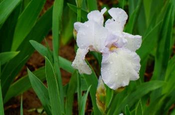 白花鸢尾