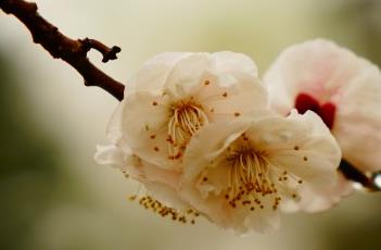 淡丰后梅（淡丰后梅花）