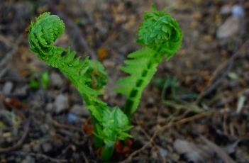 荚果蕨（荚果蕨图片）