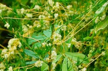 菟丝子_证类本草 本草纲目 菟丝子