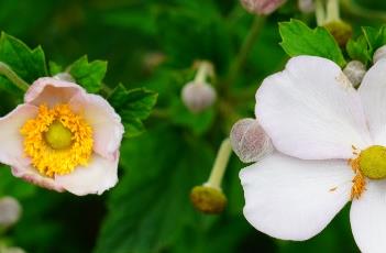 野棉花