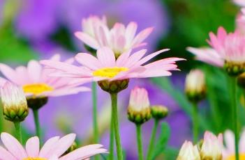 玛格丽特花（玛格丽特花和雏菊区别）