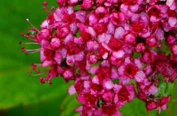 粉花绣线菊（绣线菊）