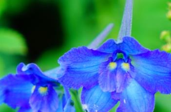 翠雀花 鸢尾花