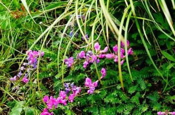 蓝花棘豆