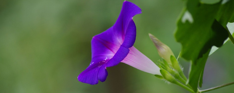 牵牛花藤可以吃吗（牵牛花藤有毒吗）