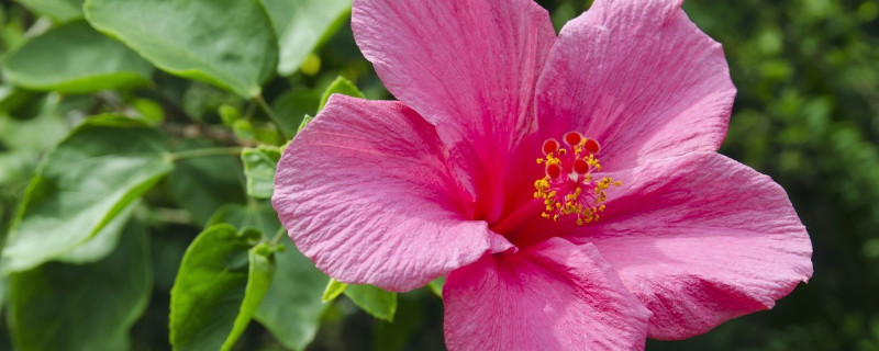 芙蓉花浇水多叶子黄吗 芙蓉花浇水多叶子黄吗为什么