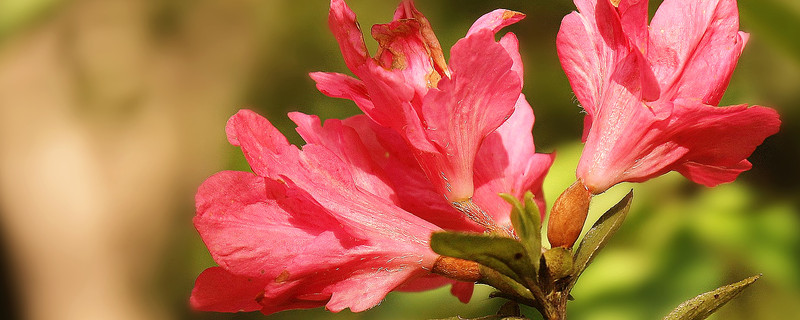 杜鹃花冬天怎么管理（杜鹃花冬天怎么管理最好）