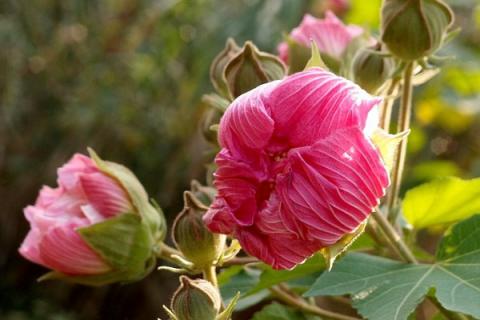 芙蓉花根烂了怎么办