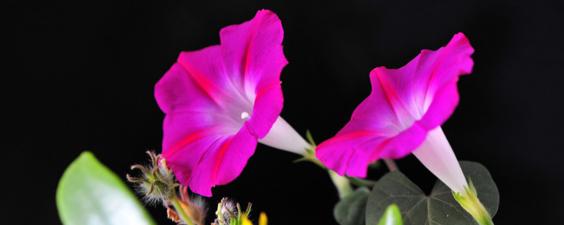 一段牵牛花能种活吗 牵牛花能活多少天