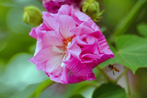 芙蓉花种子能种出花吗