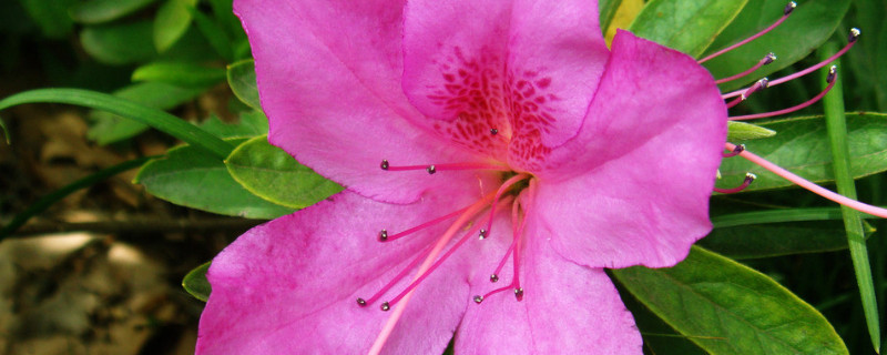 冬季室内杜鹃花怎样养（冬季怎么养杜鹃花）