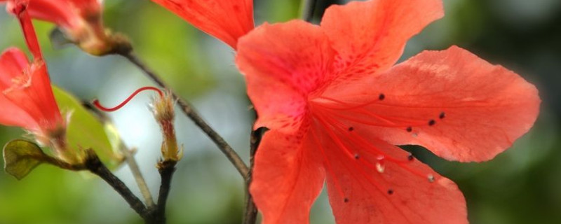 杜鹃花蕾期能喷水吗 杜鹃花期能不能喷水