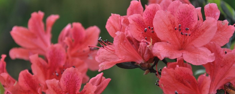 杜鹃花叶子和花苞干枯（杜鹃花叶子和花苞干枯怎么回事）