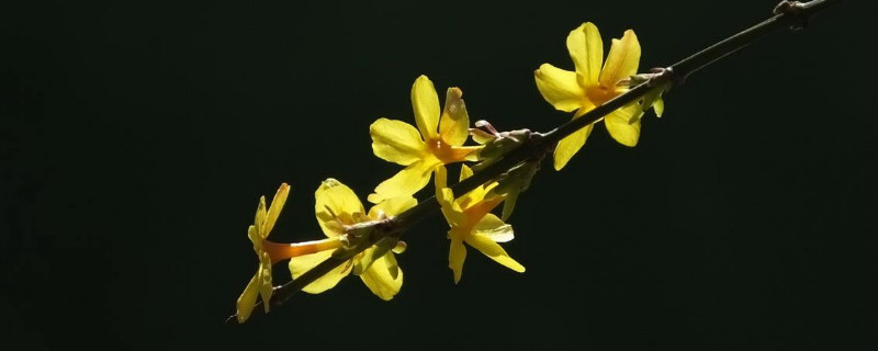 迎春花又称什么花（迎春花俗称）